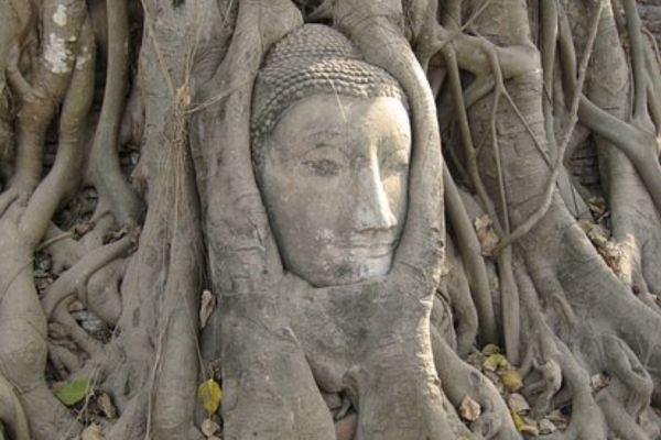 Radici albero con testa del Buddha a simbolo del curare lo stress